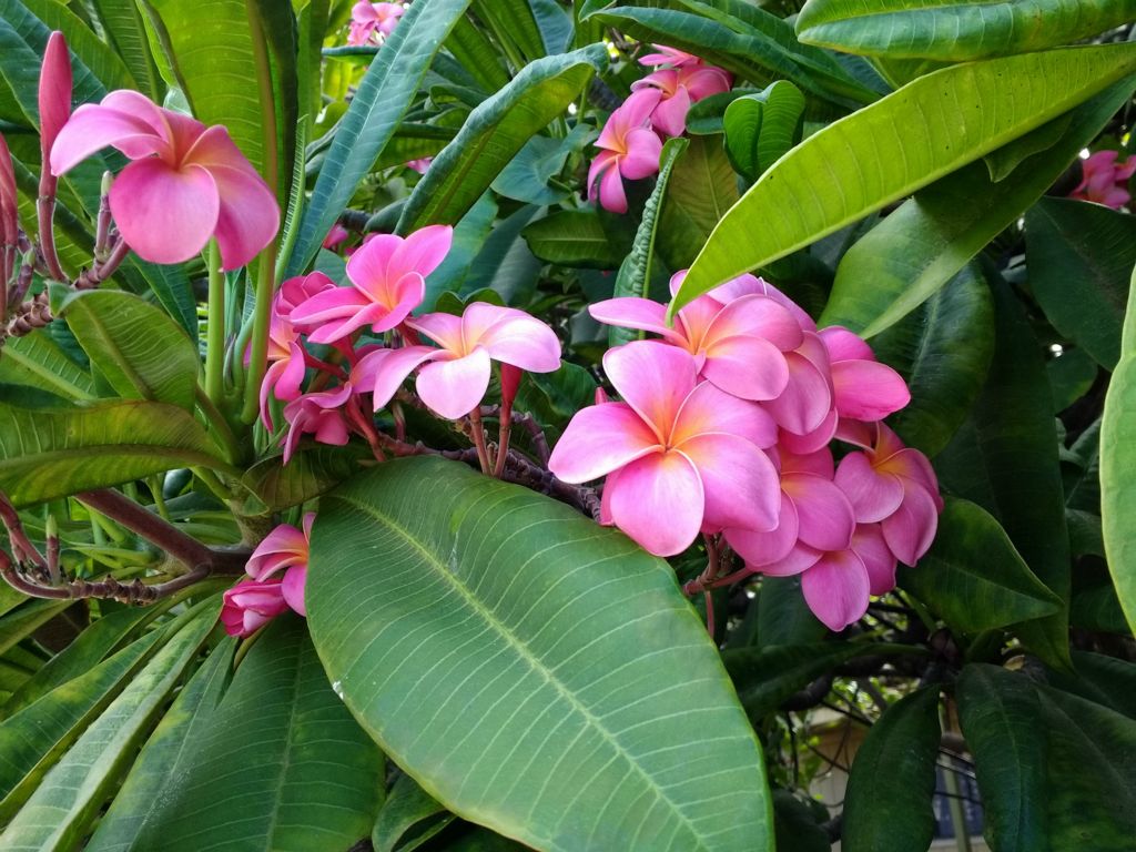 Plumeria